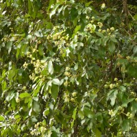 Walsura trifoliolata